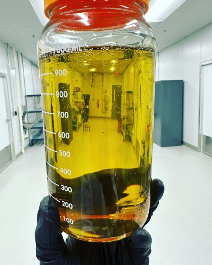 Wonka Distillate Oil