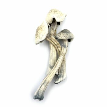 Buy Albino A+ Mushrooms, Buy Albino A+ magic Mushrooms, Albino A+ magic Mushrooms, Albino A+ Psilocybin Mushrooms, Albino A+ Mushroom