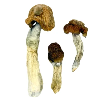 Buy Blue Meanie Mushrooms, Blue Meanie Mushrooms, Buy Blue Meanie magic Mushrooms, Blue Meanie magic Mushrooms, Blue Meanie Mushroom