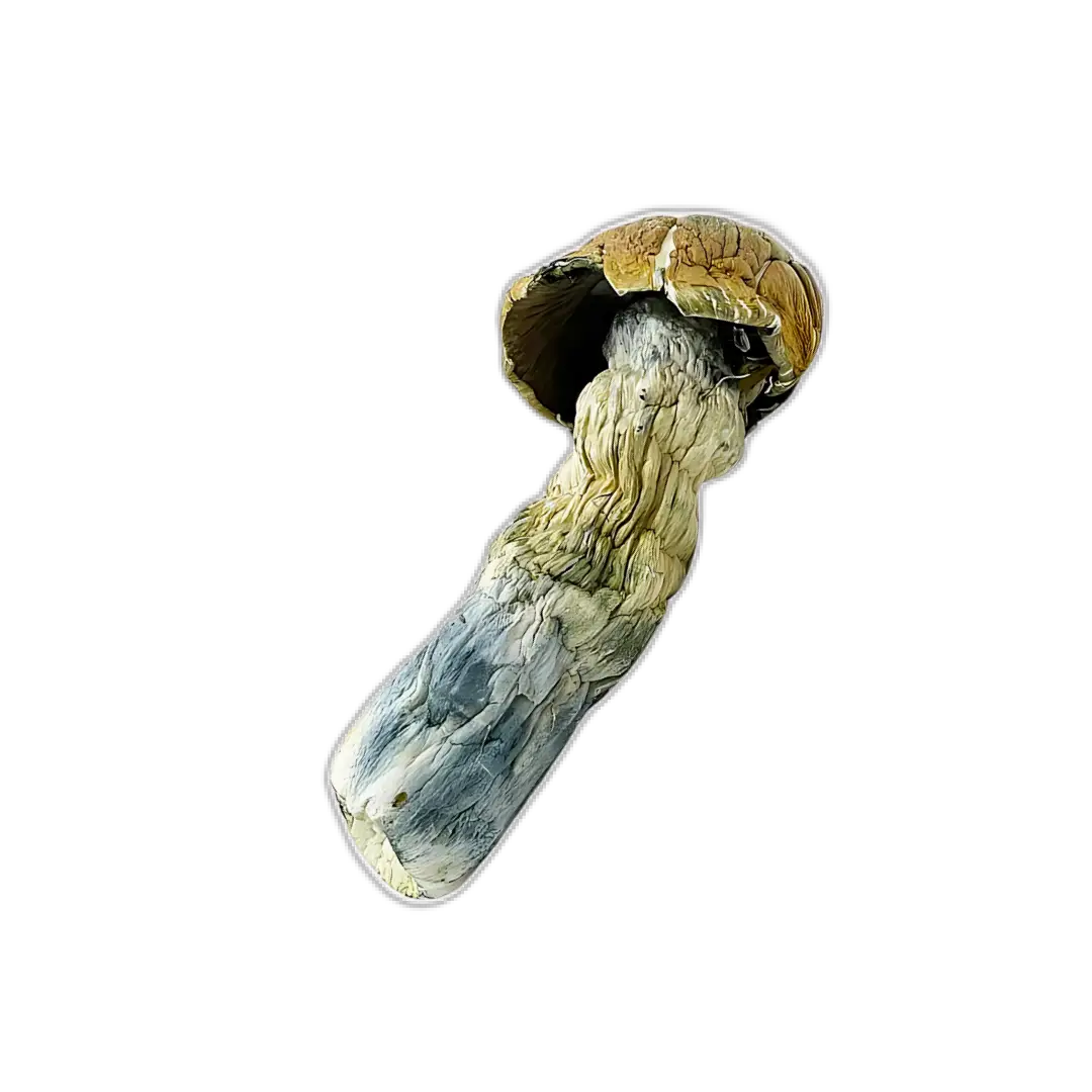 Buy Blue Meanie Mushrooms, Blue Meanie Mushrooms, Buy Blue Meanie magic Mushrooms, Blue Meanie magic Mushrooms, Blue Meanie Mushroom