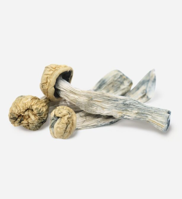 Magic Mushroom Strains