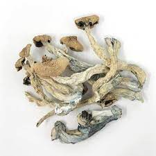 Buy Amazonian Magic Mushrooms, Amazonian Magic Mushrooms, Amazonian Magic Mushroom, Amazonian Mushrooms, buy Amazonian Mushrooms