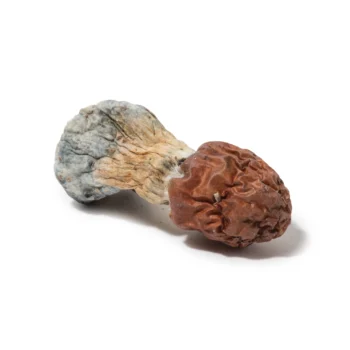 Buy B+ Magic Mushroom, B+ Mushroom, B+ magic Mushroom, b+ mushroom strain, B+ psilocybin Mushroom, B+ Magic Mushroom for sale, Buy B+ mushroom