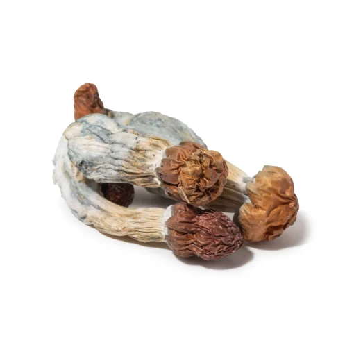 Buy B+ Magic Mushroom, B+ Mushroom, B+ magic Mushroom, b+ mushroom strain, B+ psilocybin Mushroom, B+ Magic Mushroom for sale, Buy B+ mushroom