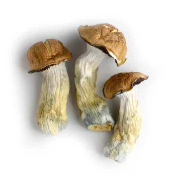 Buy Tidal Wave Mushrooms | Premium Psilocybe cubensis