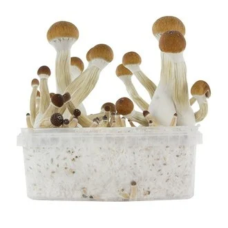 Buy Golden Teacher Mushroom Spore