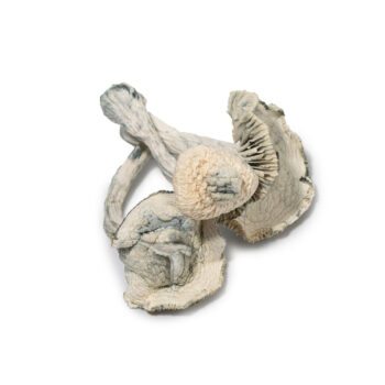 Buy White Jedi Mind Fuck Mushrooms, Buy Jedi Mind Fuck Mushrooms, Jedi Mind Fuck magic Mushrooms, Jedi Mind Fuck magic shrooms, Jedi Mind Fuck Mushrooms for sale, buy Jedi Mind Fuck Mushrooms online, Jedi Mind Fuck magic Mushrooms for sale