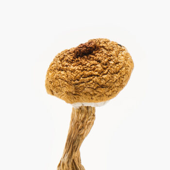Buy Texas Penis Envy 6 Mushrooms | Premium PE6 Strain