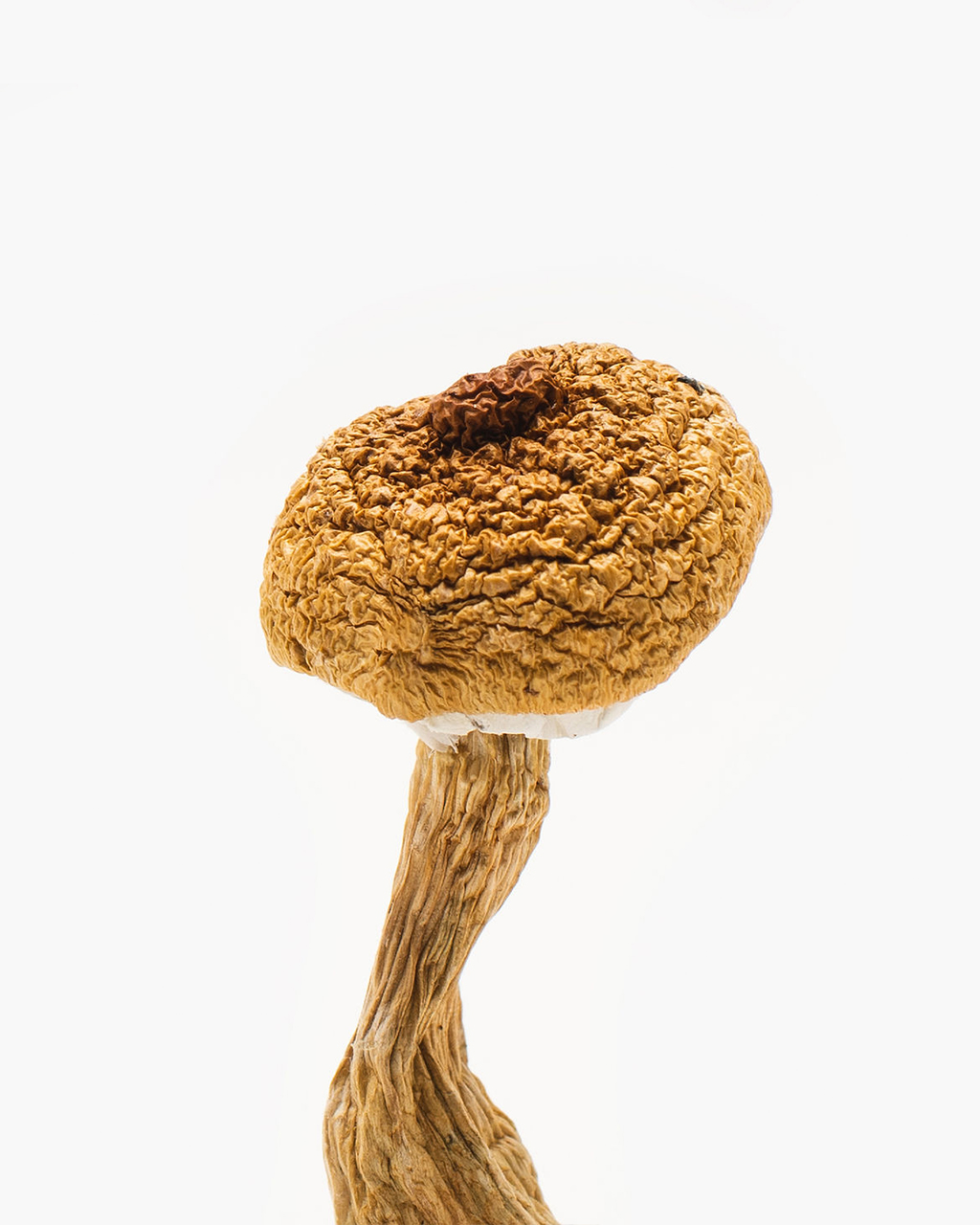 Buy Texas Penis Envy 6 Mushrooms | Premium PE6 Strain