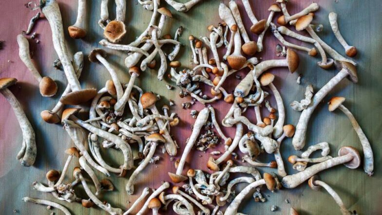 How does psilocybin therapy work for anxiety and PTSD. Buy psilocybin mushroom strains and chocolate for anxiety and PTSD
